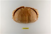 藏品(卷折饅頭蟹)的圖片